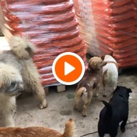 photo de livraison pour Saving Orphaned Souls Sheila's Animal Rescue Mission