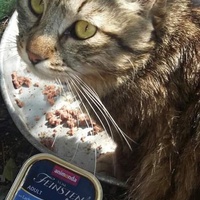 photo de livraison pour Les Chats-Pitresdelavi-Ste