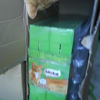 photo de livraison pour Pattes de Chats 50