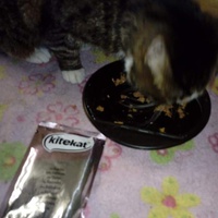 photo de livraison pour L'Arche de Marie - Mes Amours de Chats