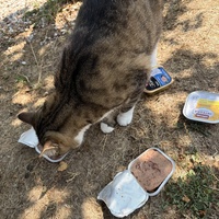 photo de livraison pour École du chat libre du Bocage bressuirais
