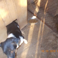 photo de livraison pour Pro Animals Finland ry