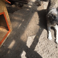 photo de livraison pour Save & Hope for Dogs
