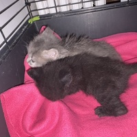 photo de livraison pour Chat Gratouille