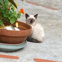photo de livraison pour Ecole du Chat Libre de Port-Vendres