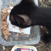 photo de livraison pour Les Chats-Pitresdelavi-Ste