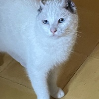 photo de livraison pour Les Chats Libres de Nimes Agglo