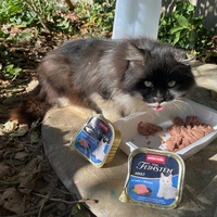 photo de livraison pour Bien vivre avec les Chats Sallélois