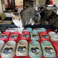 photo de livraison pour Association C.A.T.S. Chat Animal Terrien Solidarité