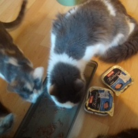 photo de livraison pour Les Chats du Nord Meusien