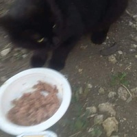 photo de livraison pour Les Chats-Pitresdelavi-Ste