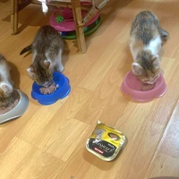 photo de livraison pour Les Pattes de l'Espoir 