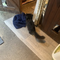photo de livraison pour Les chats de chez nous