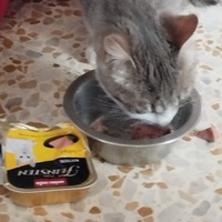 photo de livraison pour Cat Miaou