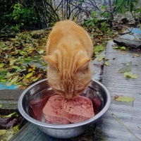 photo de livraison pour Ulyan