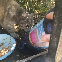 photo de livraison pour L'Ecole du Chat Istreen