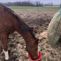 photo de livraison pour Les Chevaux d'Elo