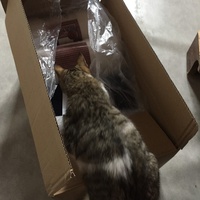photo de livraison pour Les Chats de Condom 32