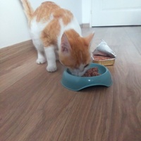 photo de livraison pour Ecole du Chat de Poitiers