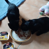 photo de livraison pour Bien vivre avec les Chats Sallélois