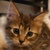 photo animal