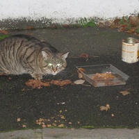 photo de livraison pour Chat Libre de l'Ile du Ramier