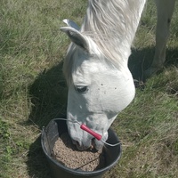 photo de livraison pour Equi-Libre : Droit à la Retraite Equine