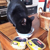 photo de livraison pour Les Chats d'Hauterive