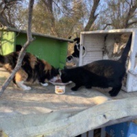 photo de livraison pour Les chats Port-Saint-Louisiens