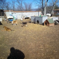 photo de livraison pour Serbian Society for the Protection of Animals - SSPA