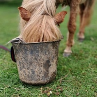 photo de livraison pour SOS Animaux, un Toit pour la Vie