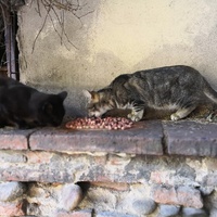 photo de livraison pour Le Resto des Zanimos
