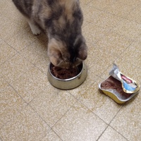 photo de livraison pour Les Chats de la Rue