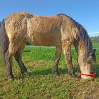 photo de livraison pour Les Crins de la Lande