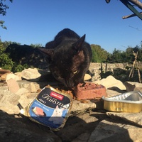 photo de livraison pour ANIMAL ATTITUDE