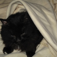 photo de livraison pour Chat Libre de l'Ile du Ramier