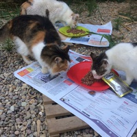 photo de livraison pour Les chats de chez nous