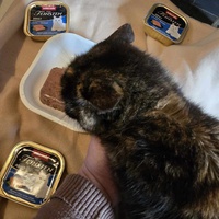 photo de livraison pour Amis de Myrtille