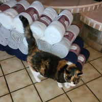 photo de livraison pour Chat de Gout'hier sans Toit