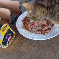 photo de livraison pour Les Pattounes de l'Espoir