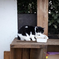 photo de livraison pour Une vie, Un chat