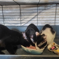photo de livraison pour Les Chats de la Rue