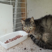 photo de livraison pour Une vie, Un chat