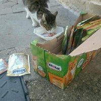 photo de livraison pour Les chats Port-Saint-Louisiens