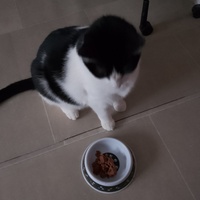 photo de livraison pour LES CHATS DE NOS MONTAGNES