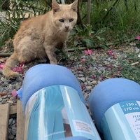 photo de livraison pour Les chats de chez nous