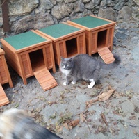 photo de livraison pour U Ghjattinu di Corti