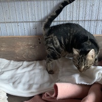 photo de livraison pour Association des Chats Camarguais