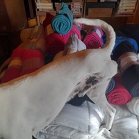 photo de livraison pour La Bleue