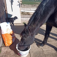 photo de livraison pour Les Crinières de Salherm